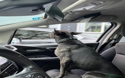 Mixed Breed dogs for sale: Bear - Staffy X German Shepherd - Image 22