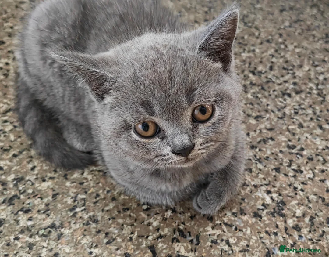 British Shorthair cats for sale: Two beautiful kittens  - Advert 2