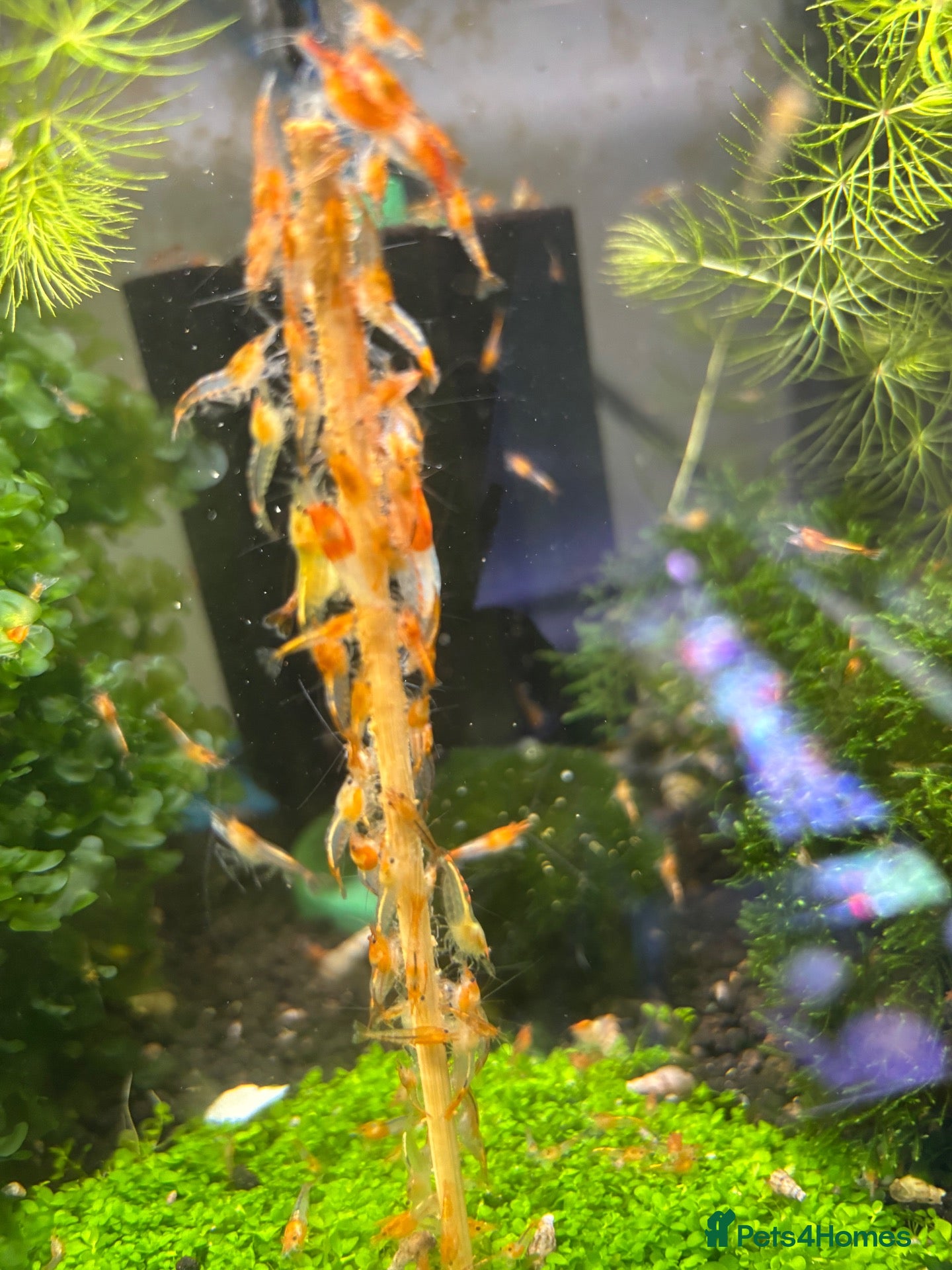 Shrimps fish Orange rili juvenile shrimps 50p each  - Advert 2
