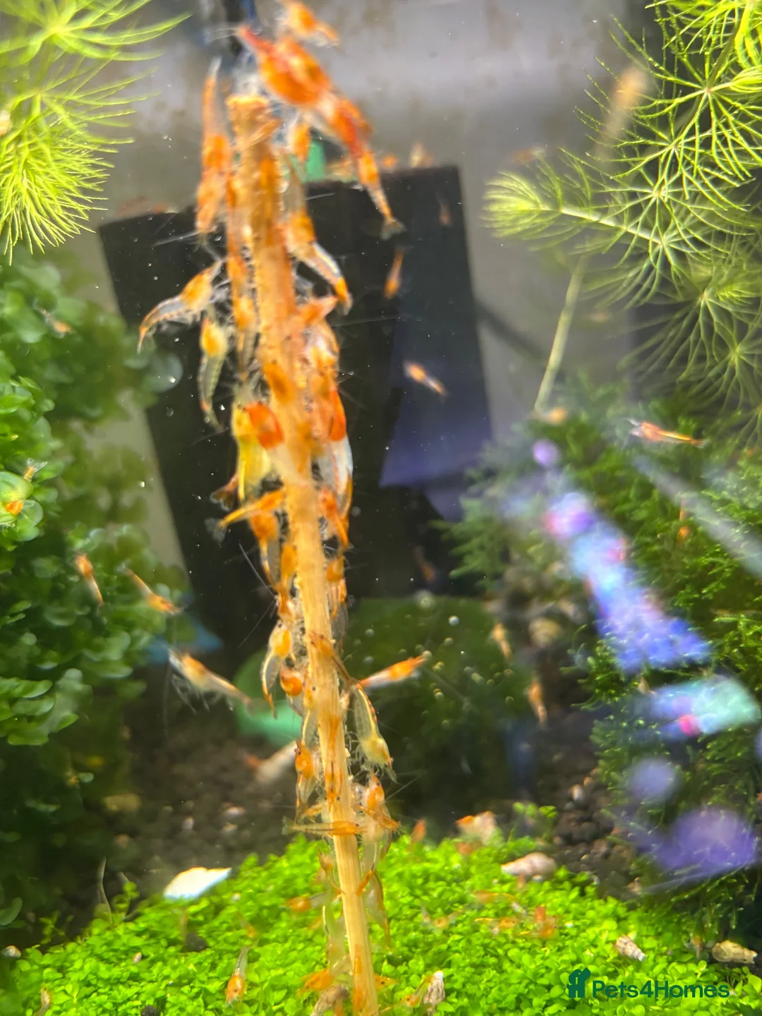 Shrimps fish for sale: Orange rili juvenile shrimps 50p each  - Advert 1