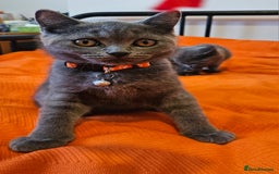 British Shorthair cats for sale: British Shorthair  - Image 4