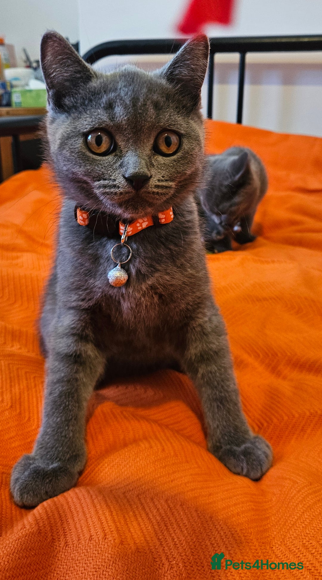 British Shorthair cats for sale: British Shorthair  - Image 4