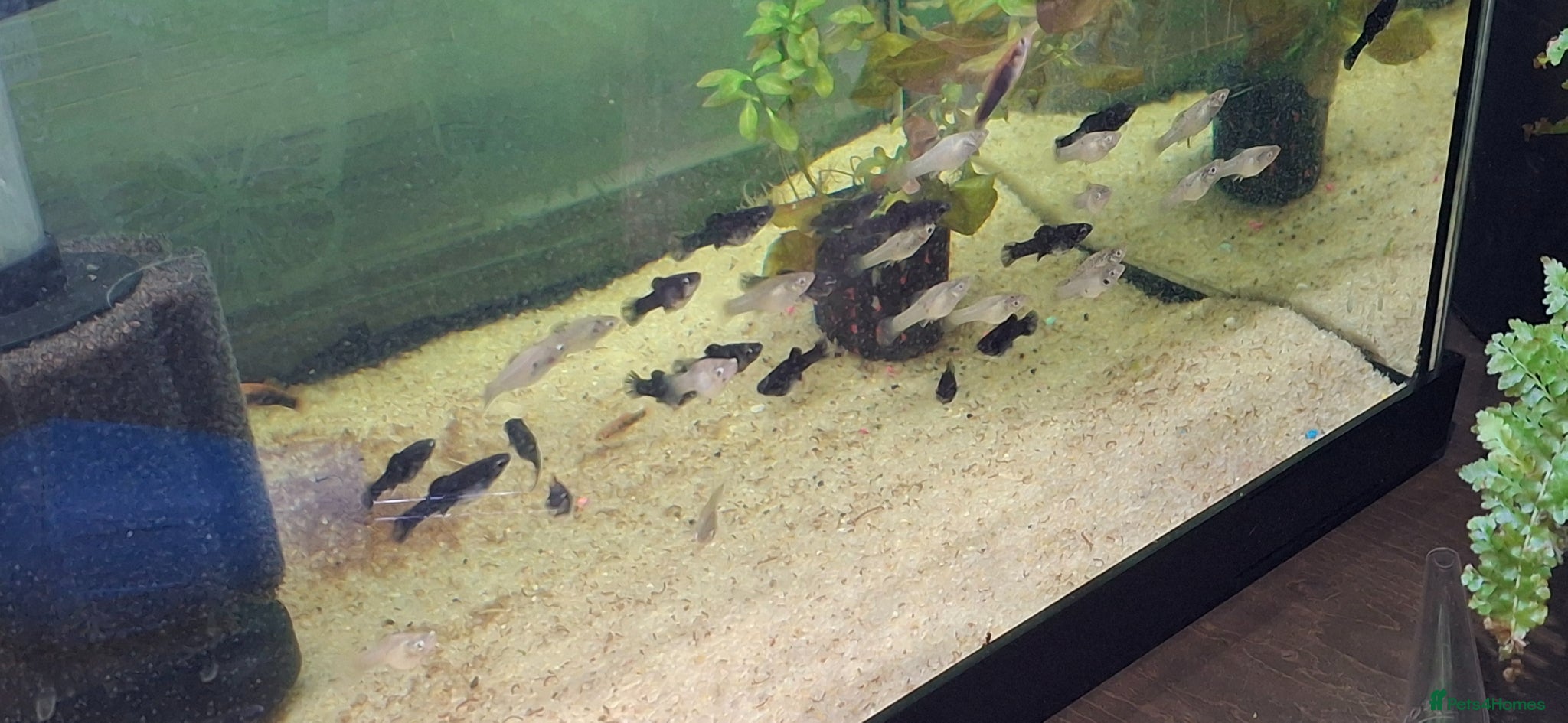 Mollies fish Mollies and platties tropical fish  - Advert 2