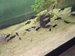 Mollies fish Mollies and platties tropical fish - Advert 2