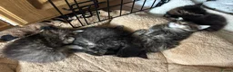 Maine Coon cats for sale: Tufty ears and big paws  - Advert 24