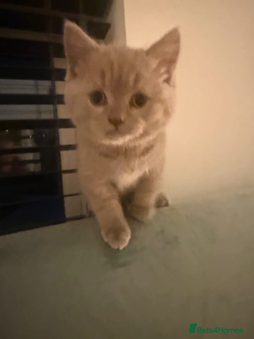 British Shorthair cats for sale: Gorgeous beautiful British short hair kitten - Advert 2