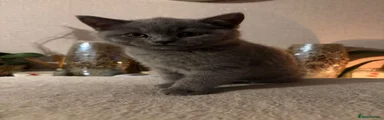 British Shorthair 1