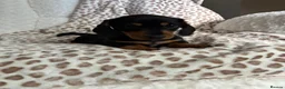 Miniature Dachshund dogs for sale: BLACK AND TAN MINIATURE DOXIES  in Wallsend - Advert 12