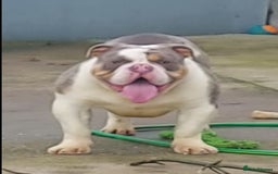 Mixed Breed dogs for sale: Bentley Old Tyme Bulldog - Image 2