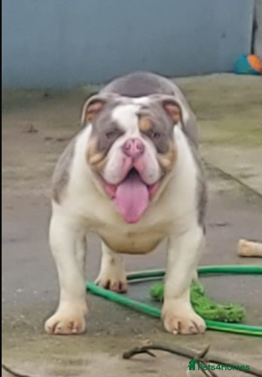Mixed Breed dogs for sale: Bentley Old Tyme Bulldog - Image 2