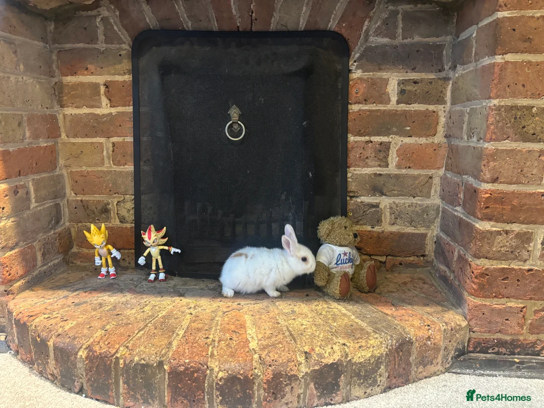 Mixed Breed rabbits for sale: Dwraf bunnies for sale  - Advert 25