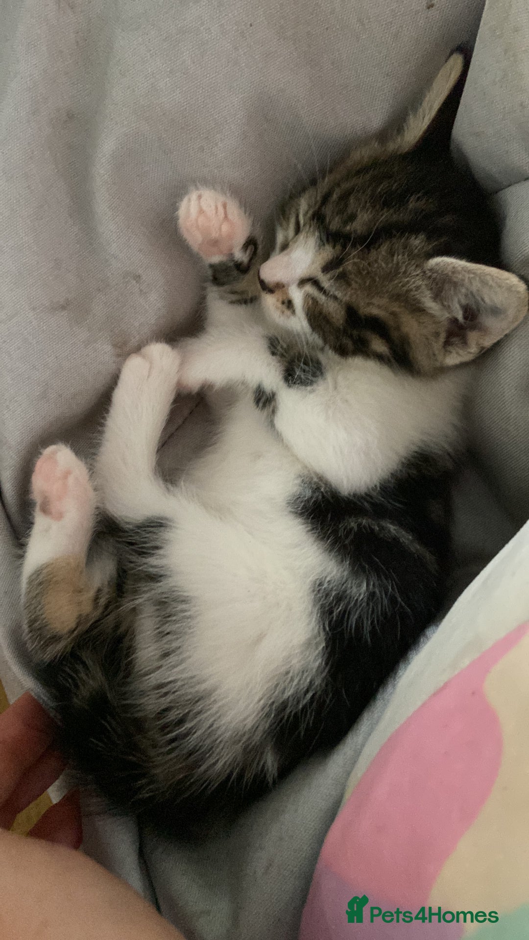 Mixed Breed cats for sale: Beautiful white tabby kittens. - Image 5