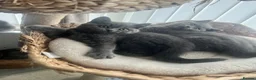 British Shorthair cats for sale: British shorthair kittens  - Advert 9