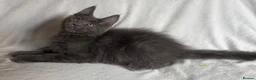 Maine Coon cats for sale: Reduced! TICA Maine Coon Kittens active possible  - Advert 17