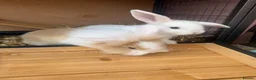 Mixed Breed rabbits for sale: Lion lop babies for sale  - Advert 1