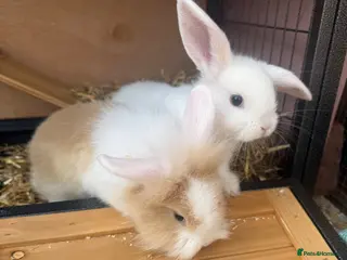 Mixed Breed rabbits Lion lop babies for sale - Advert 5