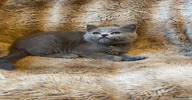 Scottish Fold cats - Advert 1