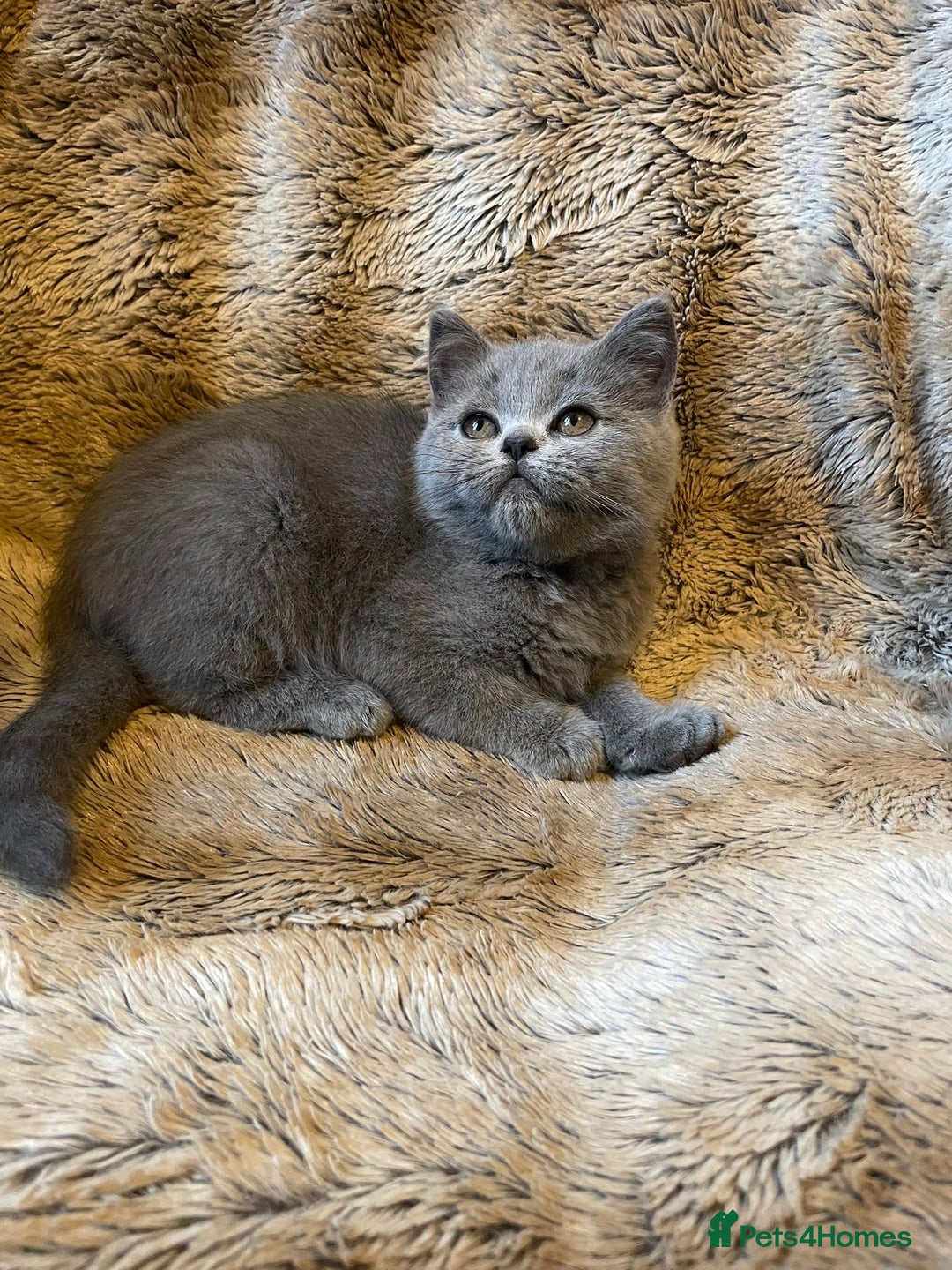 Scottish Fold cats for sale: Scottish fold kittens for sale - Image 3