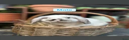Mini Lop rabbits for sale: Mini Lop Baby Rabbits (Ready To Leave Now) - Advert 3