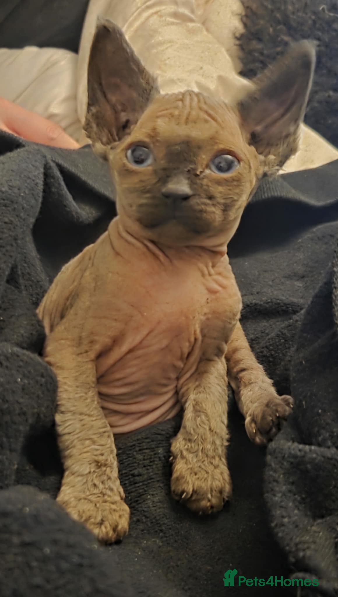 Sphynx cats Pure bred sphynx little boy has become available - Advert 2