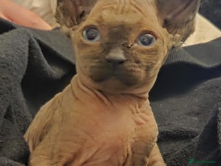 Sphynx cats Pure bred sphynx little boy has become available - Advert 1