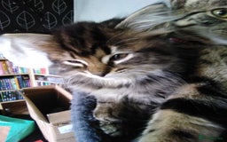 Domestic Shorthair cats for sale: Beautiful kittens looking for, forever homes. - Image 15