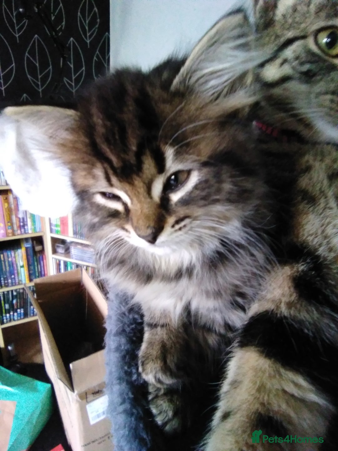 Domestic Shorthair cats for sale: Beautiful kittens looking for, forever homes. - Image 15