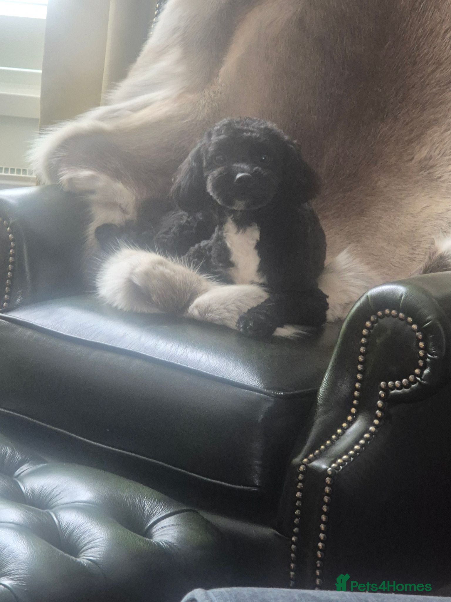 Shihpoo dogs Looking to rehome (this is not a puppy)  - Advert 1