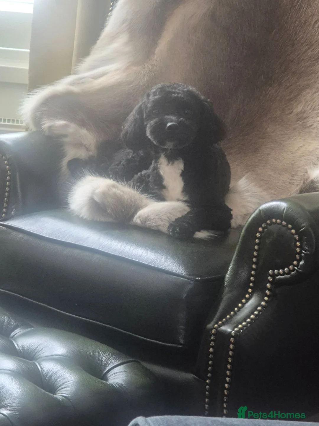 Shihpoo dogs for sale: Looking to rehome (this is not a puppy)  - Advert 1
