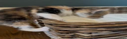 Mixed Breed cats for sale: Kittens - Advert 29
