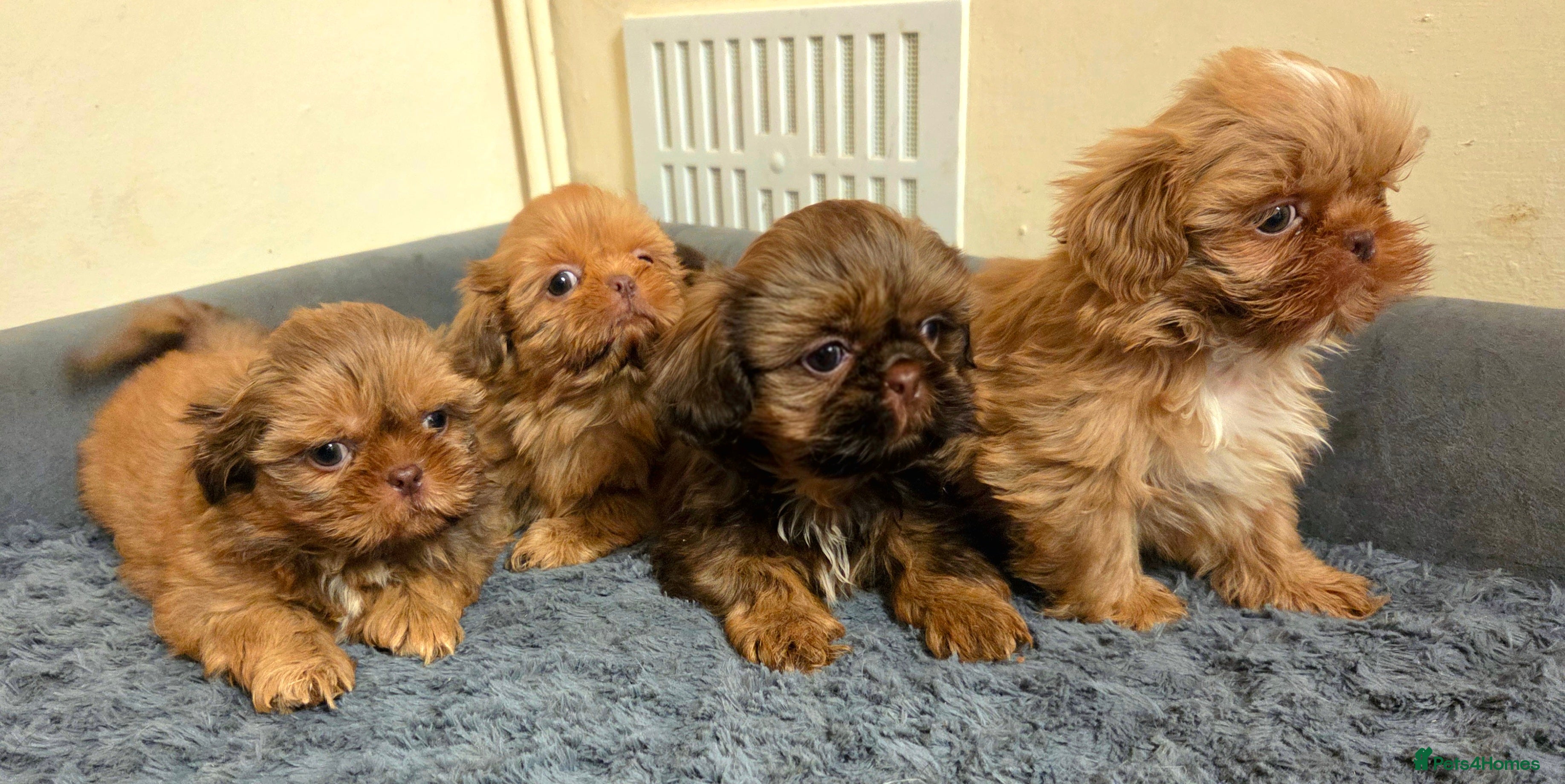Shih Tzu dogs KC Registered Chocolate Imperial Shih Tzu Puppies - Advert 4
