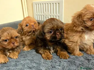 Shih Tzu dogs KC Registered Chocolate Imperial Shih Tzu Puppies - Advert 4