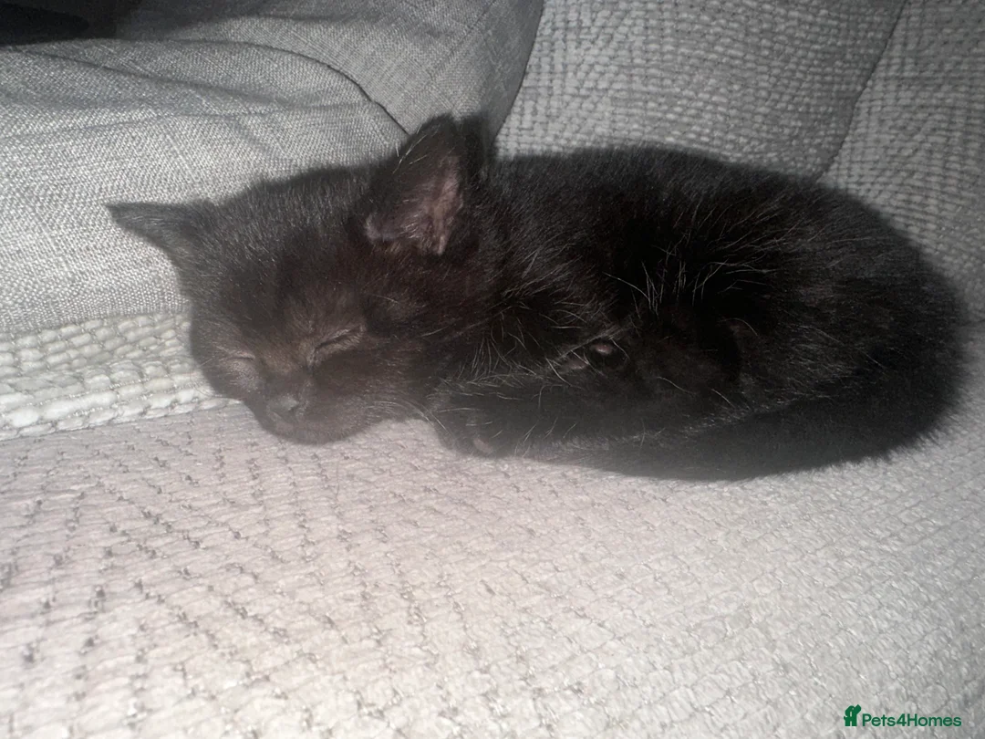 Mixed Breed cats for sale: British Shorthair Cross Kittens - Advert 2