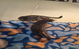 Bengal cats for sale: Bengal mix kittens for sale - Image 8