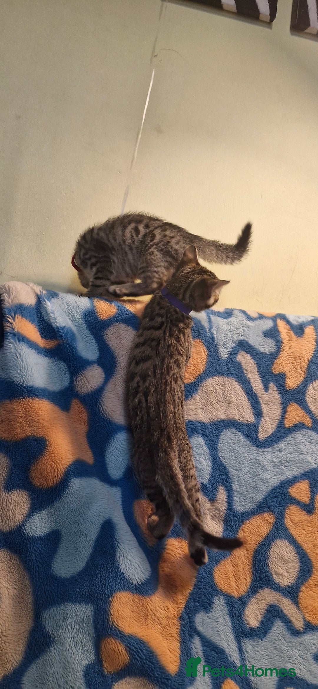 Bengal cats for sale: Bengal mix kittens for sale - Image 8