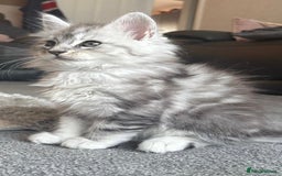 Maine Coon cats for sale: Stunning Maine coon kittens - Image 11