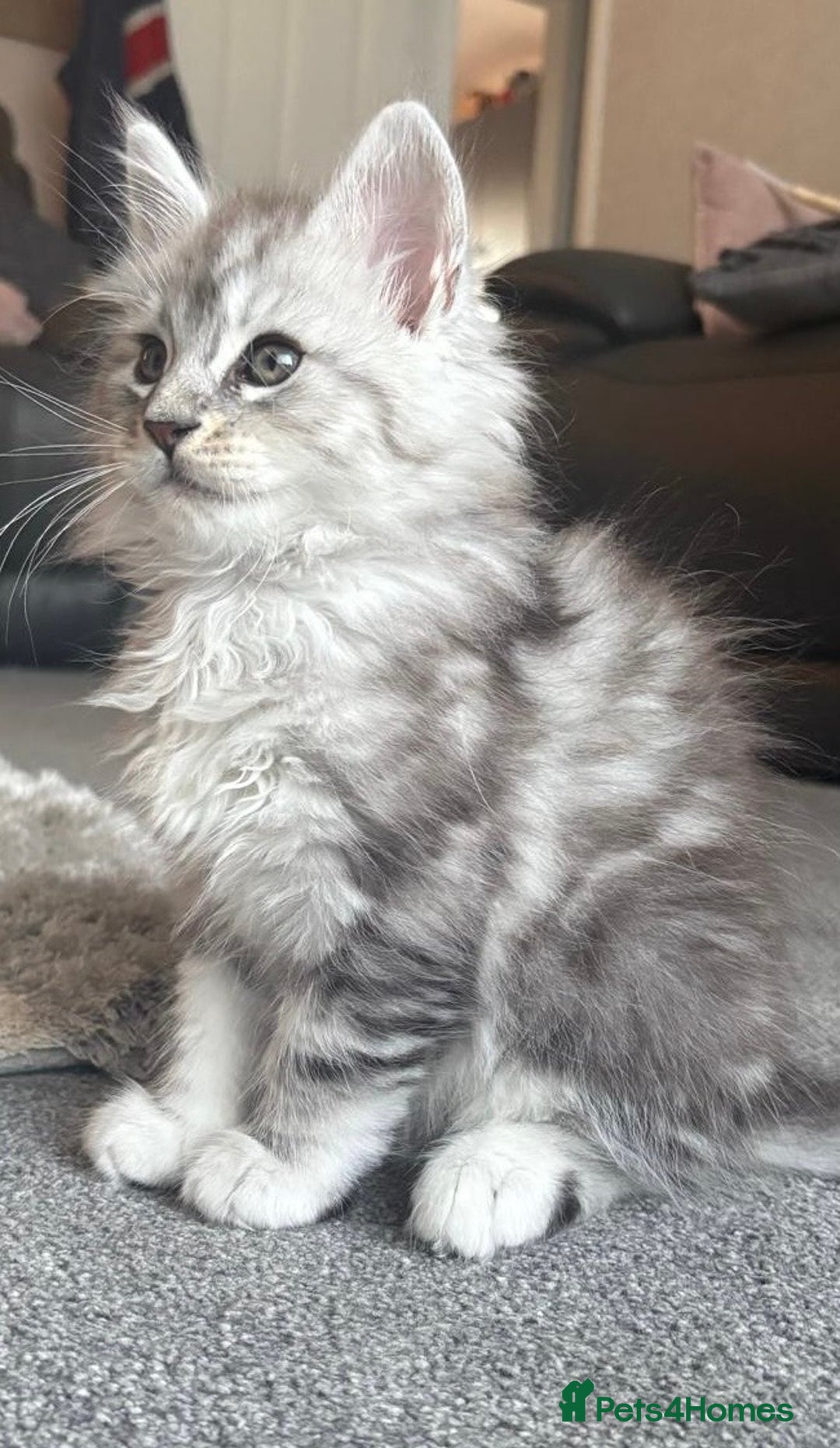 Maine Coon cats for sale: Stunning Maine coon kittens - Image 11