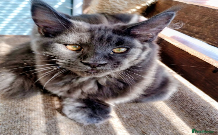 Maine Coon cats in Barnsley - Advert 12