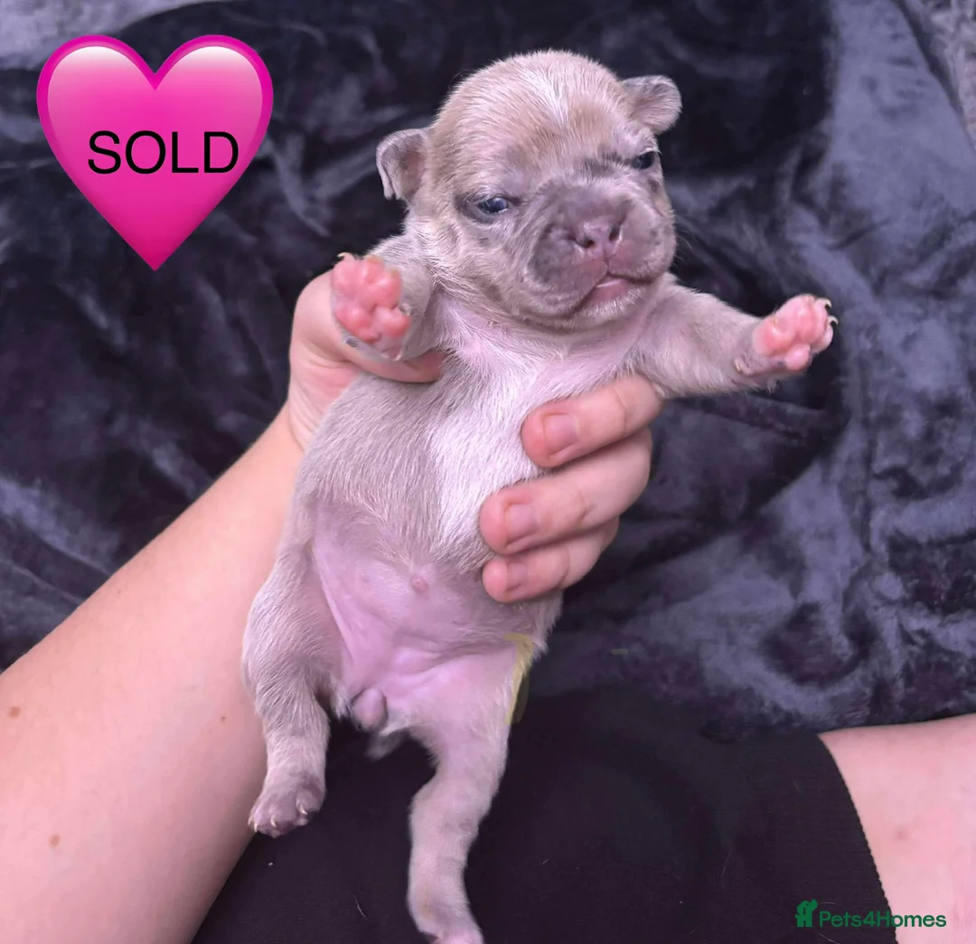 Mixed Breed dogs for sale: French pocket bully’s  in Grays - Advert 2