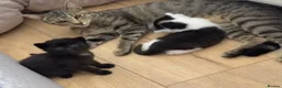 Mixed Breed cats for sale: Beautiful, playful kittens in Bridgwater - Advert 2