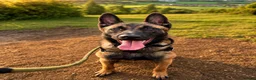 Belgian Shepherd Dog dogs for sale: Belgium Malinois - Advert 5