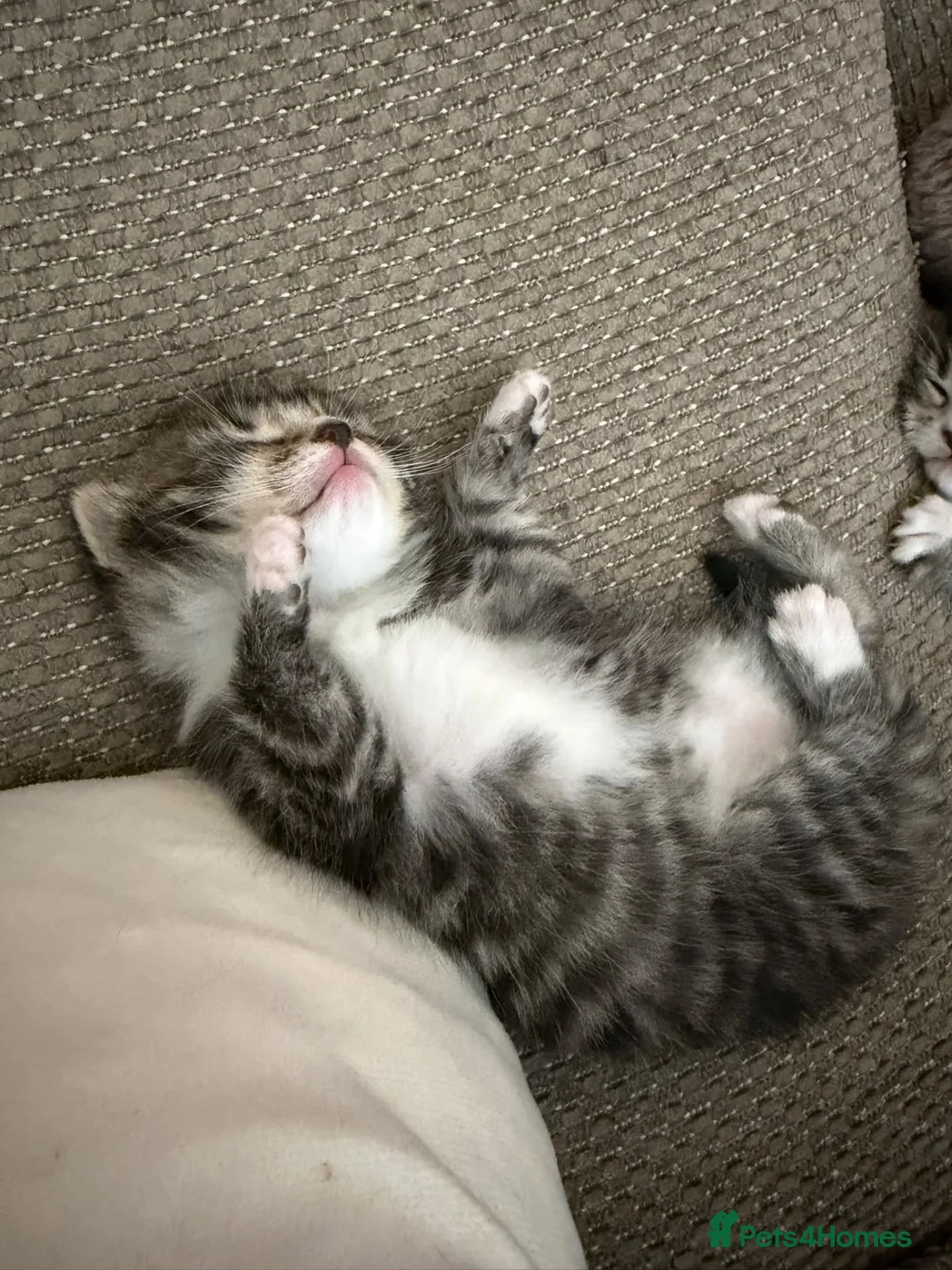 Domestic Shorthair cats for sale: Tabby’s for sale £100 - Advert 10
