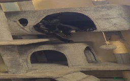 Bombay cats for sale: my 2 cats and kitten for sale - Image 2