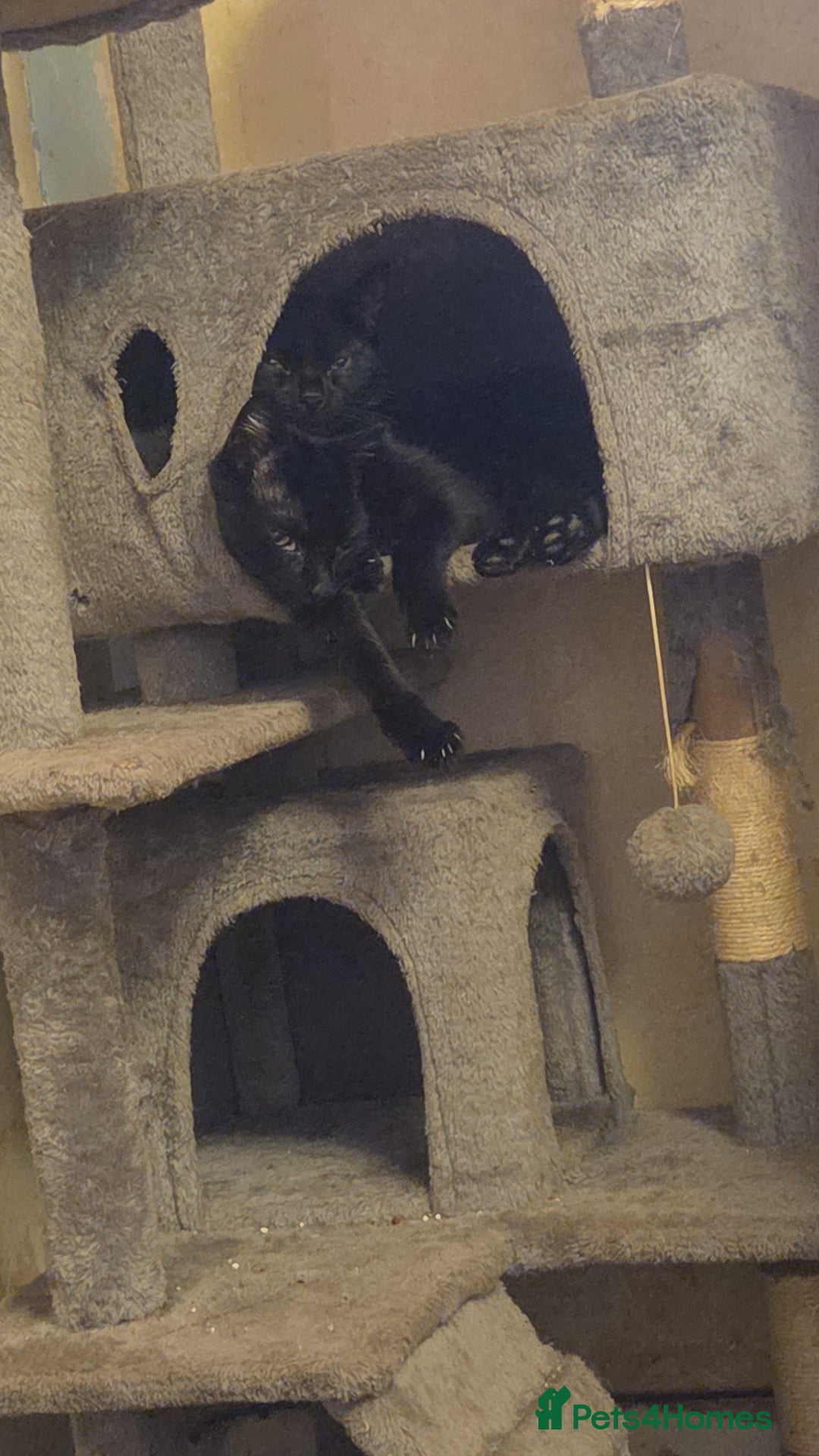 Bombay cats for sale: my 2 cats and kitten for sale - Image 2