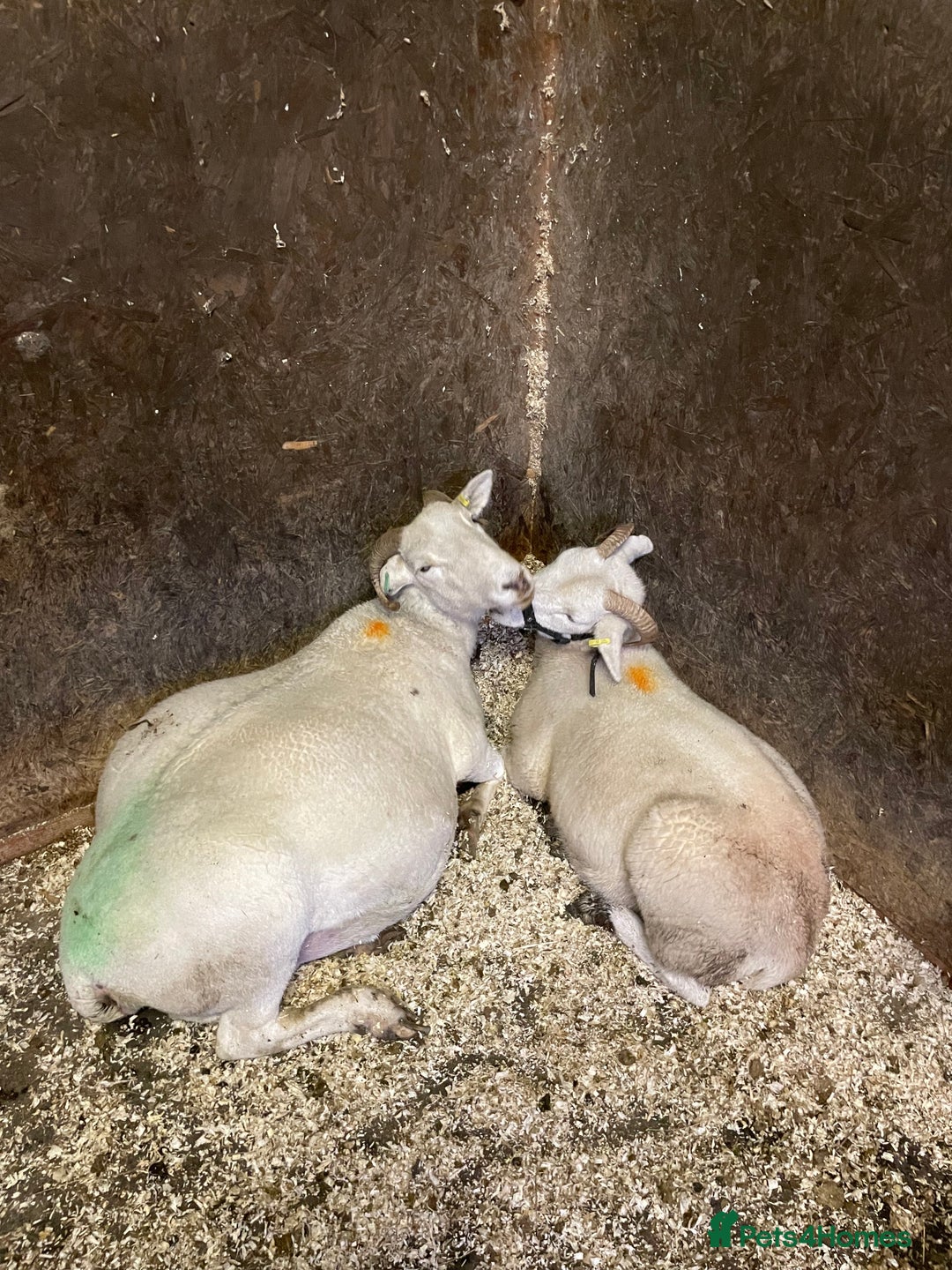 Sheep livestock for sale: Wiltshire Horn Ewe Lambs - Advert 7