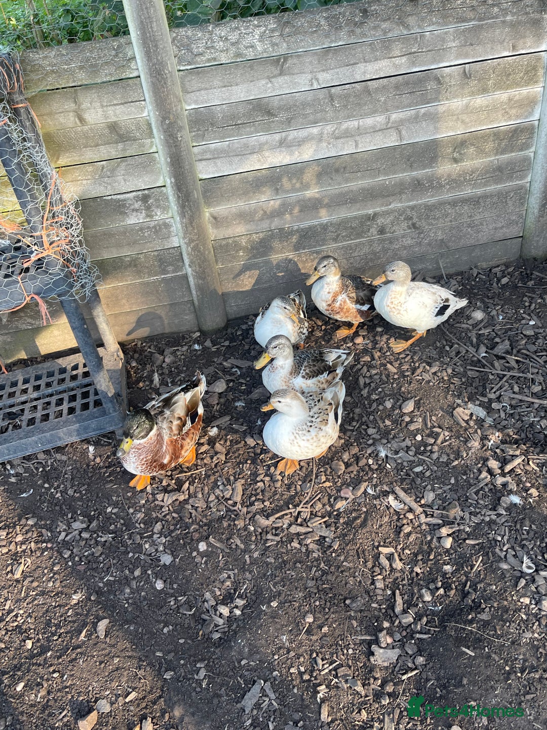 Ducks poultry for sale: Ducks + quail looking for new home  - Image 3