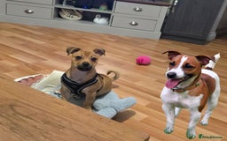 Jug dogs for sale: 🐶 3-Month-Old Male Puppy for Sale 🐾 - Image 6