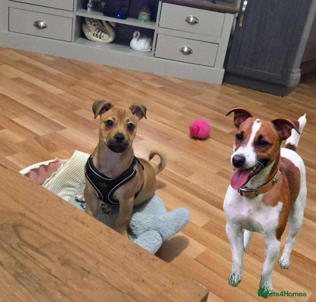 Jug dogs for sale: 🐶 3-Month-Old Male Puppy for Sale 🐾 - Image 6