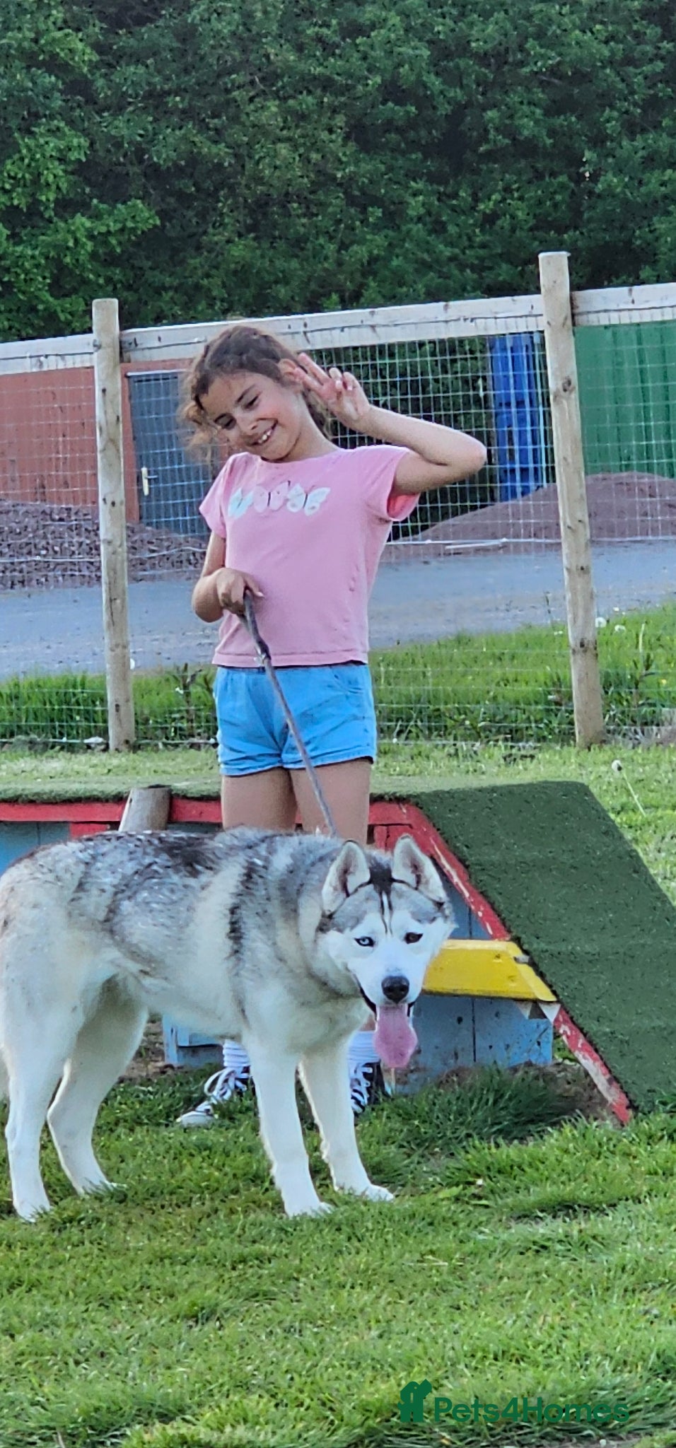 Siberian Husky dogs Husky puppies for sale - Advert 14