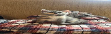Ragdoll Kitten 2